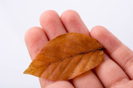 Hand holding a dry autumn leaf in hand on a white backgroundの写真素材