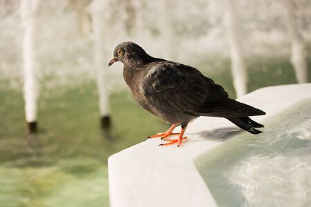 Lonely bird by the fountain lives in the urban environmentの写真素材