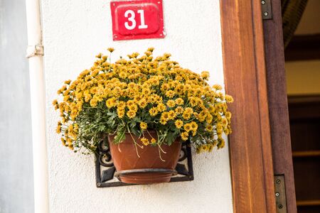 The Flower pot with beautiful flowers in itの写真素材