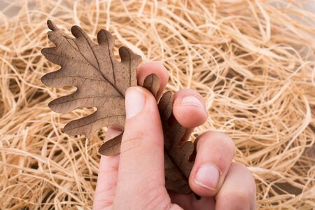 Hand holding a dry autumn leaf in hand on a straw backgroundの写真素材