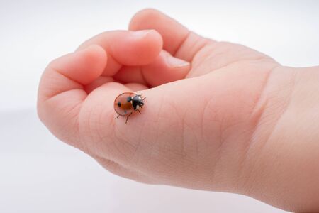 Beautiful photo of red ladybug walking on a child handの写真素材