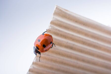 Beautiful photo of red ladybug walking on paperの写真素材
