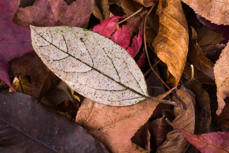 Beautiful dry leaves as an autumn background