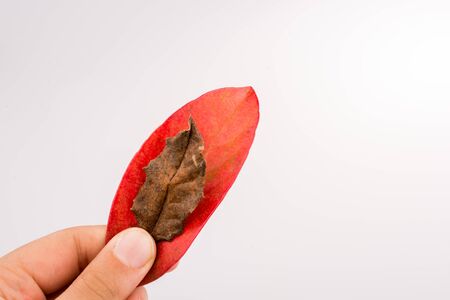 Hand holding a white autumn leaf in hand on a gray backgroundの写真素材