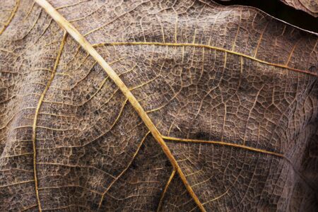 Close up macro view of a dry leaf of  autumn seasonの写真素材