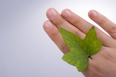 Hand holding a green leaf in hand on a white backgroundの写真素材