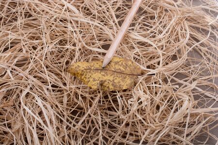 Pencil on a beautiful dry autumn leaf placed on a straw backgroundの写真素材