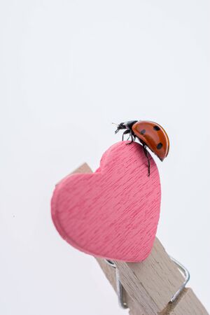 Beautiful photo of red ladybug walking on a pink heart iconの写真素材