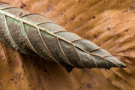 Dry leaf outstanding on other leaves as an autumn backgroundの写真素材