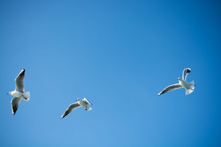 Seagulls are flying in sky over the sea waters