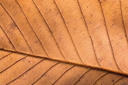 Close up macro view of a dry leaf of  autumn seasonの写真素材