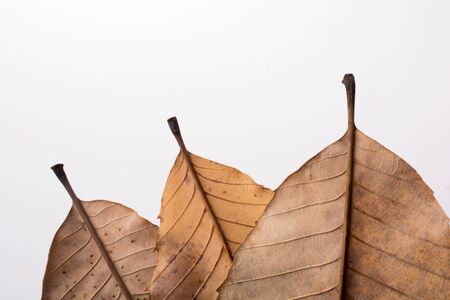 Beautiful dry autumn leaves placed on a white backgroundの写真素材