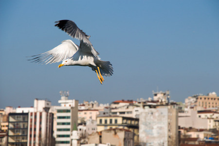 Seagull flying in sky over the sea in Istanbul in  the urban environmentの写真素材