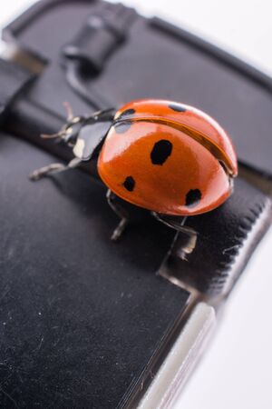 Beautiful photo of red ladybug walking  around objectsの写真素材