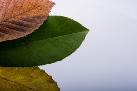Beautiful dry autumn leaves placed on a white background