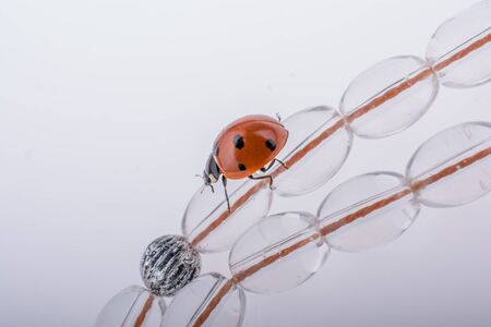 Beautiful photo of red ladybug walking on beadsの写真素材