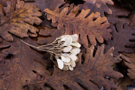 Dry leaf outstanding on other leaves as an autumn backgroundの写真素材