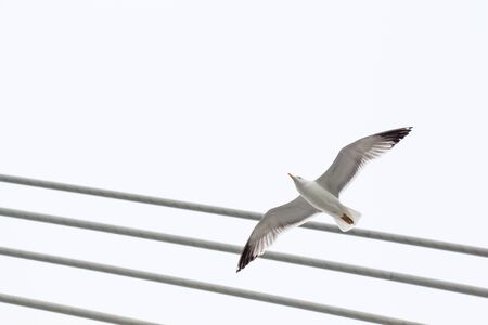 Seagull is  flying in sky over the sea watersの写真素材
