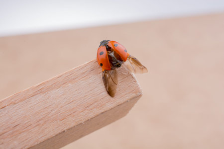 Beautiful photo of red ladybug walking on a piece of woodの写真素材