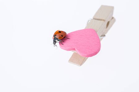 Beautiful photo of red ladybug walking on a pink heart iconの写真素材