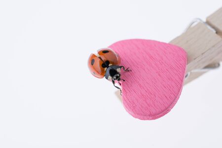 Beautiful photo of red ladybug walking on a pink heart iconの写真素材