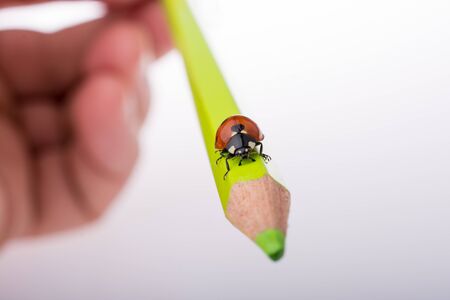 Beautiful photo of red ladybug walking on a color pencilの写真素材