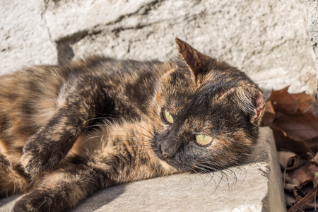 Another portrait of the homeless street catの写真素材