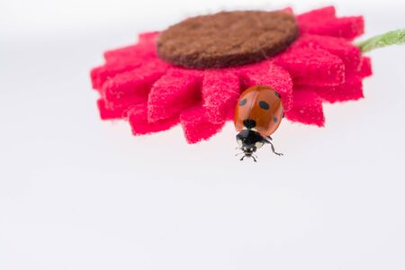 Beautiful photo of red ladybug walking on a  fake flowerの写真素材