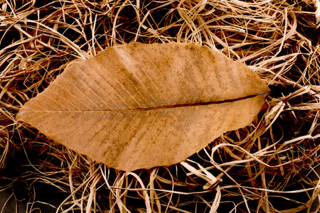 Beautiful dry autumn leaf placed on a straw background