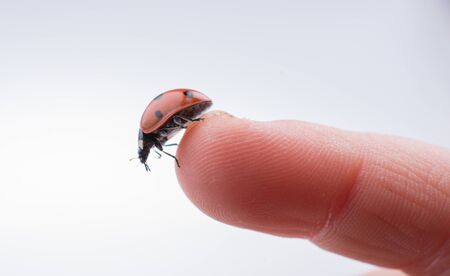 Beautiful photo of red ladybug walking on a child handの写真素材