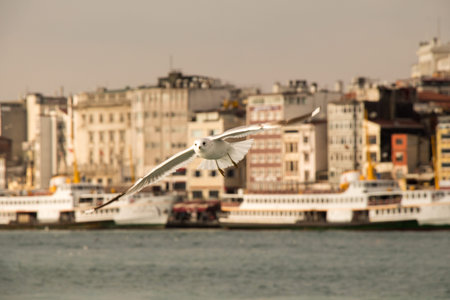 Seagulls flying in sky  in Istanbul of Turkeyの写真素材