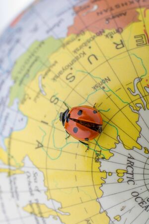 Ladybug walking on a little colorful model globeの写真素材