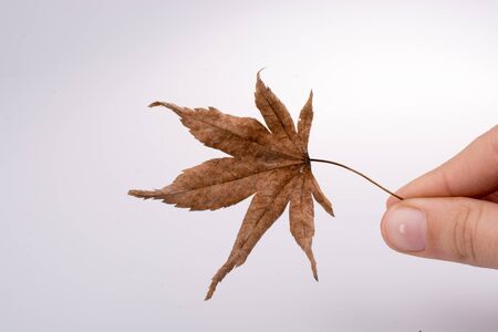 Hand holding a dry autumn leaf in hand on a white backgroundの写真素材