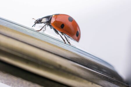 Beautiful photo of red ladybug walking  around objectsの写真素材
