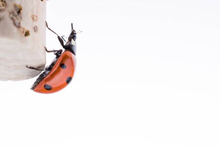 Beautiful photo of red ladybug walking on aの写真素材