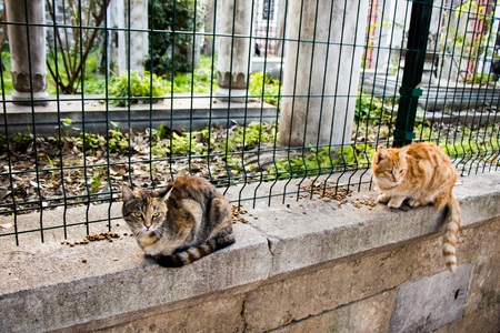 Portrait of a homeless street cats in the streetの写真素材