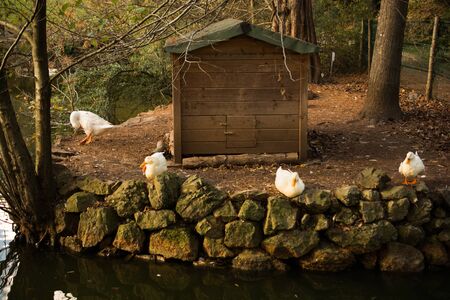 White ducks are by the side of the pondの写真素材