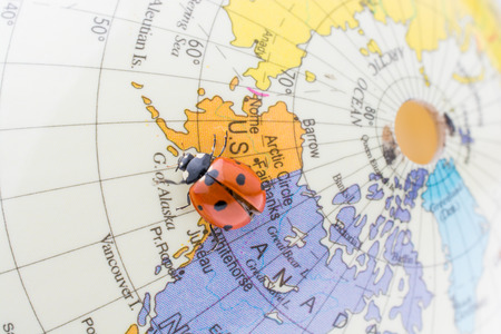 Ladybug walking on a little colorful model globeの写真素材