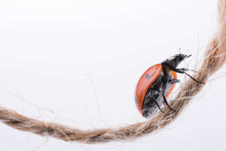 Beautiful photo of red ladybug walking on threadの写真素材