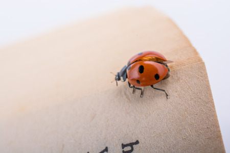 Beautiful photo of red ladybug walking on paperの写真素材