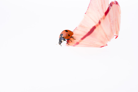 Red ladybug walking on a Color pencil shavingsの写真素材