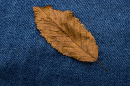 dry leaf  on brown denim canvas backgroundの写真素材
