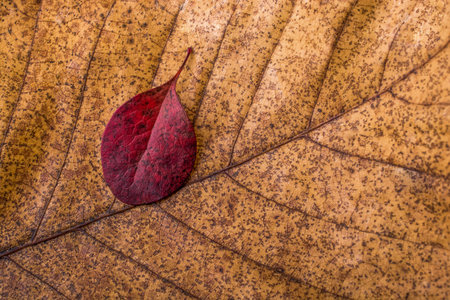 Beautiful dry leaves on as an autumn background