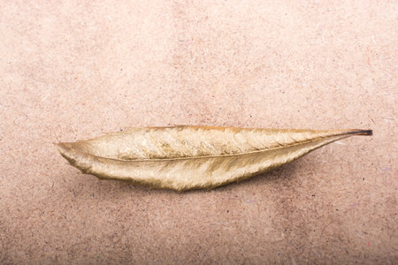 dry leaf  on a brown background