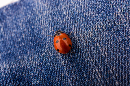 Beautiful photo of red ladybug walking on a denim canvas