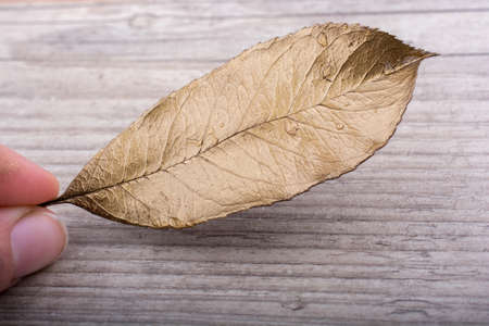 Hand holding a dry autumn leaf in hand on a gray backgroundの写真素材