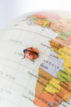 Ladybug walking on a little colorful model globeの写真素材