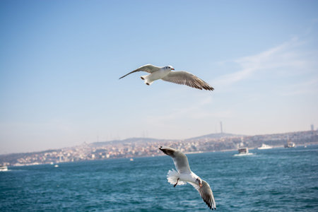 Pair of seagulls are flying in sky over the sea waters