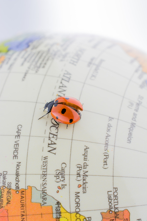 Ladybug walking on a little colorful model globeの写真素材