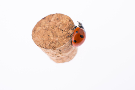 Beautiful photo of red ladybug walking on aの写真素材